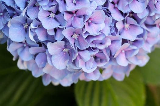 beautiful garden with flowers