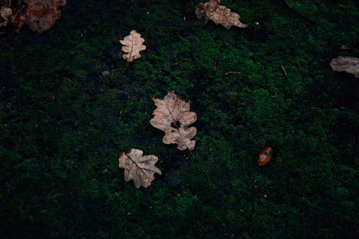 image of a peaceful nature scene