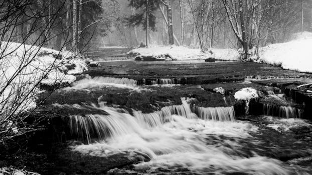 serene forest scene for forest bathing